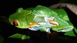 Puraventura